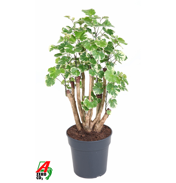 Polyscias 'Balfouriana' F00002390