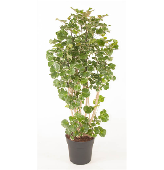 Polyscias 'Balfouriana' F00002392