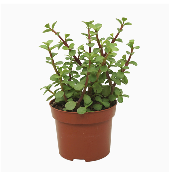 Portulacaria afra F00001369