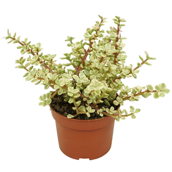 Portulacaria afra 'Variegata' F00001347