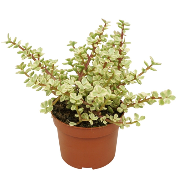 Portulacaria afra 'Variegata' F00001347