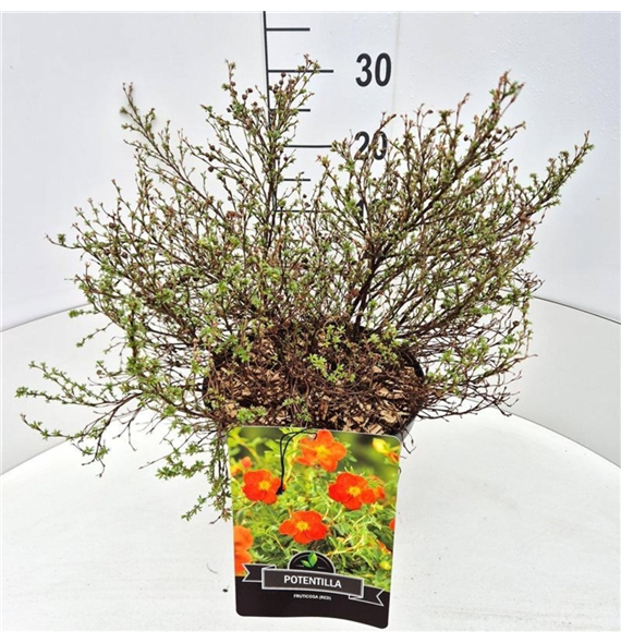Potentilla fruticosa 'Red Ace' F00008277