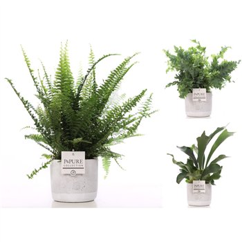 Varens mix Varenmix in pure Jade 4 35cm 12cm Q5135