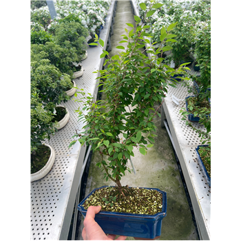 Prunus incisa 'Kojou-no-mai' F00007737
