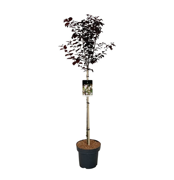 Prunus cerasifera 'Nigra' F00006467