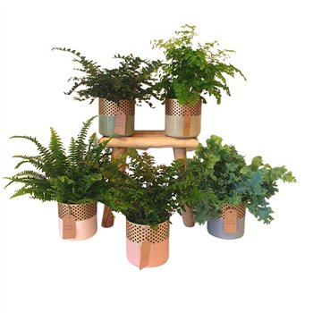 Varens mix Varen in waxinelicht35 cm diameter 35cm 12cm Q5142