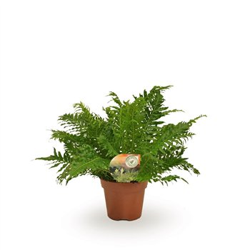 Blechnum silver lady 50cm 17cm Q5154