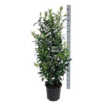 Prunus laurocerasus 'Caucasica' F00007431
