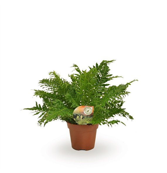 Blechnum silver lady 50cm 17cm Q5154