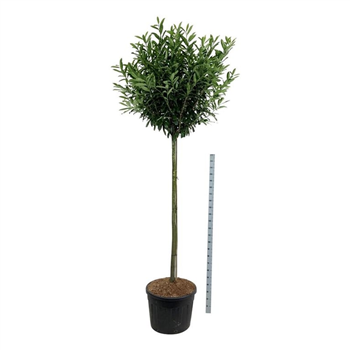 Prunus laurocerasus 'Caucasica' F00003436