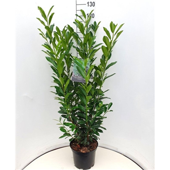 Prunus laurocerasus 'Elly' F00008231