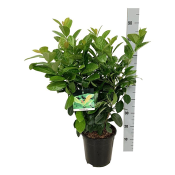 Prunus laurocerasus 'Etna' F00006922