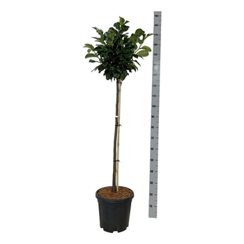 Prunus laurocerasus 'Etna' F00007565