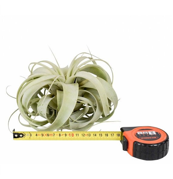 Tillandsia xerographica x6overige fl 18cm 18cm Q5185