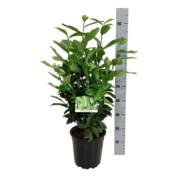 Prunus laurocerasus 'Genolia' F00003419