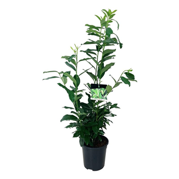 Prunus laurocerasus 'Genolia' F00003424
