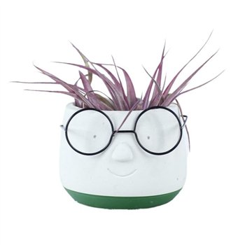 Tillandsia arrangement Dude1 pp 20cm 8cm Q5206