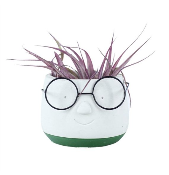 Tillandsia arrangement Dude1 pp 20cm 8cm Q5206