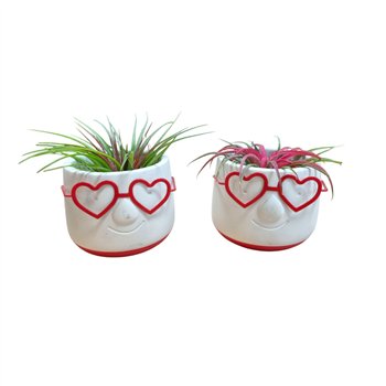 Tillandsia arrangement Love Dude1 pp 15cm 8cm Q5207