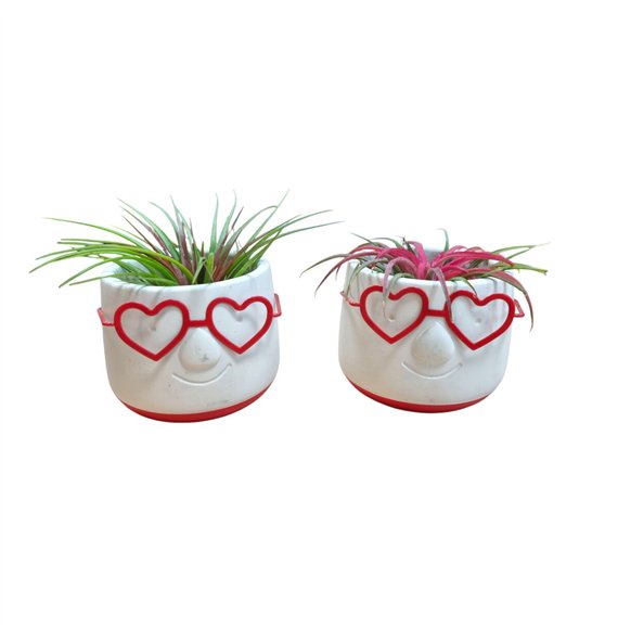 Tillandsia arrangement Love Dude1 pp 15cm 8cm Q5207