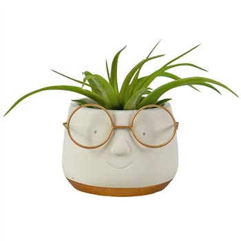 Tillandsia arrangement Golden dude1 pp 20cm 8cm Q5208