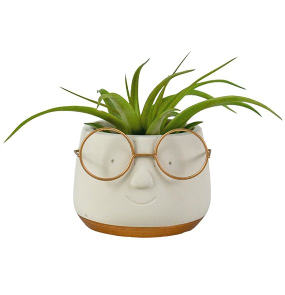 Tillandsia arrangement Golden dude1 pp 20cm 8cm Q5208