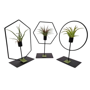 Tillandsia arrangement Frame Mix 1 pp 30cm 17cm Q5209