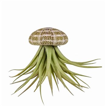 Tillandsia arrangement schelp large1 pp 13cm 6cm Q5211