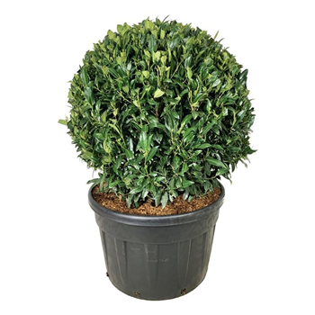 Prunus laurocerasus 'Herbergii' F00007490