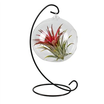 Tillandsia arrangement hangbol frame medium1 pp 15cm 13cm Q5218