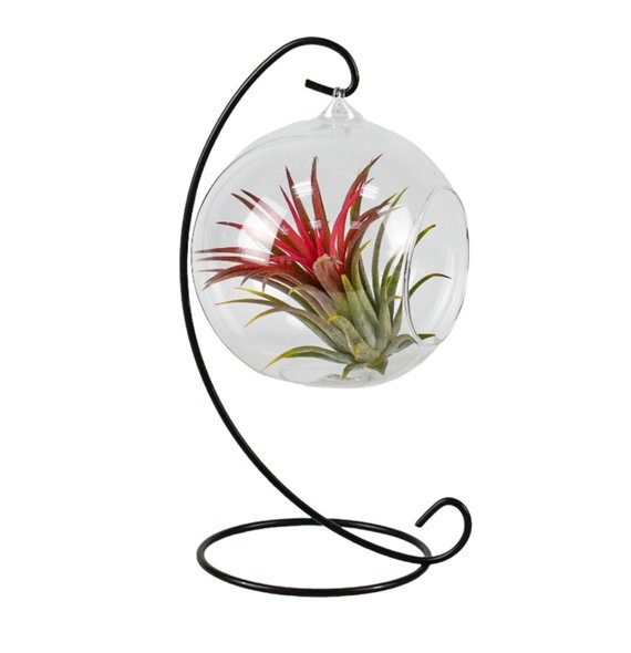 Tillandsia arrangement hangbol frame medium1 pp 15cm 13cm Q5218