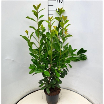 Prunus laurocerasus 'Novita' F00008274