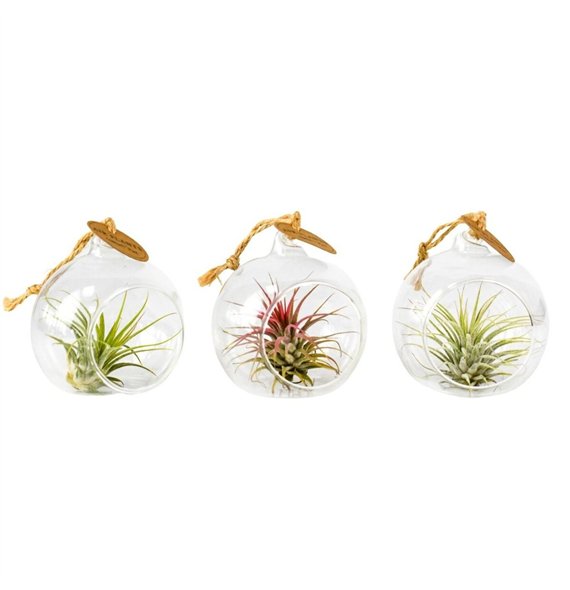 Tillandsia arrangement tillandsia glas hangbol mini1 pp 10cm 8cm Q5219