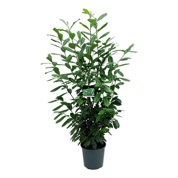 Prunus laurocerasus 'Novita' F00007430