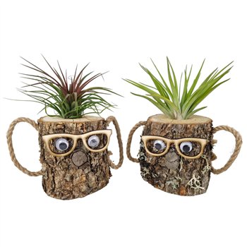 Tillandsia arrangement wood dude brown1 pp 25cm 8cm Q5220
