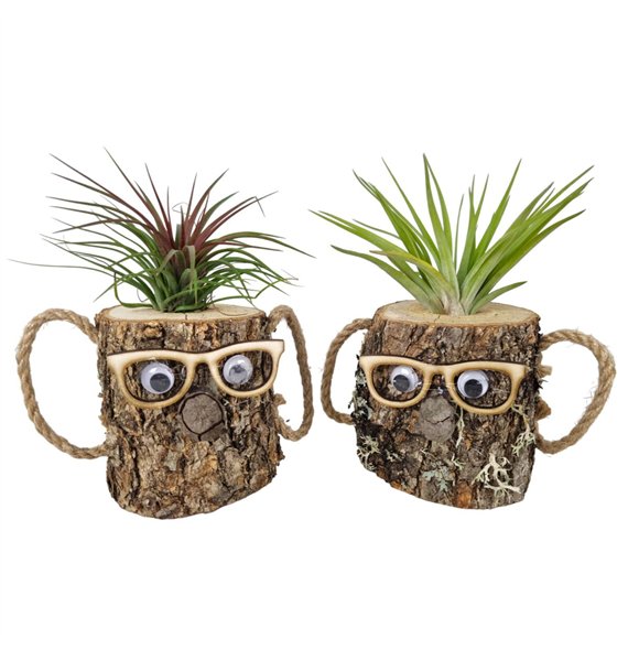 Tillandsia arrangement wood dude brown1 pp 25cm 8cm Q5220