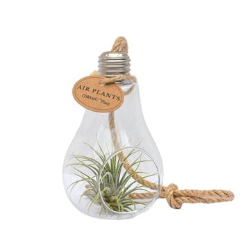 Tillandsia arrangement Glas lamp touw small1 pp 15cm 8cm Q5223