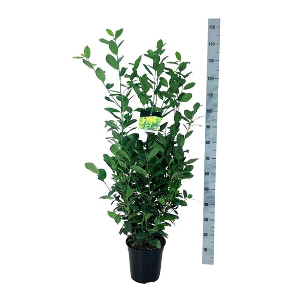 Prunus laurocerasus 'Obelisk' F00007236