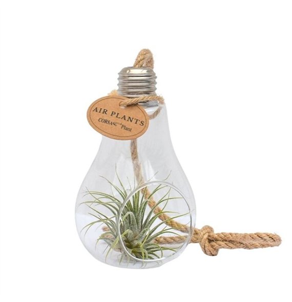 Tillandsia arrangement Glas lamp touw small1 pp 15cm 8cm Q5223