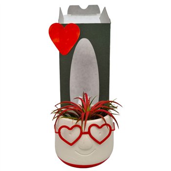 Tillandsia arrangement Love Dude gift package 1 pp 25cm 9cm Q5228