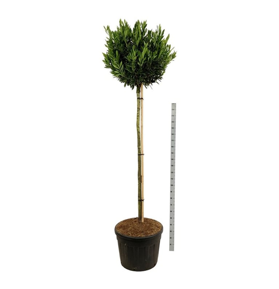 Prunus laurocerasus 'Otto Luyken' F00003439