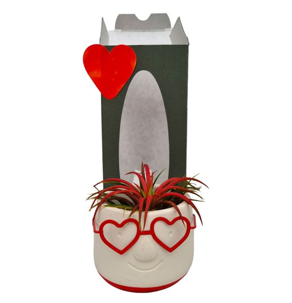 Tillandsia arrangement Love Dude gift package 1 pp 25cm 9cm Q5228
