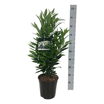 Prunus laurocerasus 'Renault Ace' F00007234