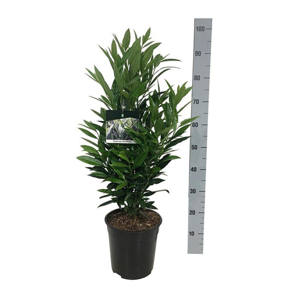 Prunus laurocerasus 'Renault Ace' F00007234