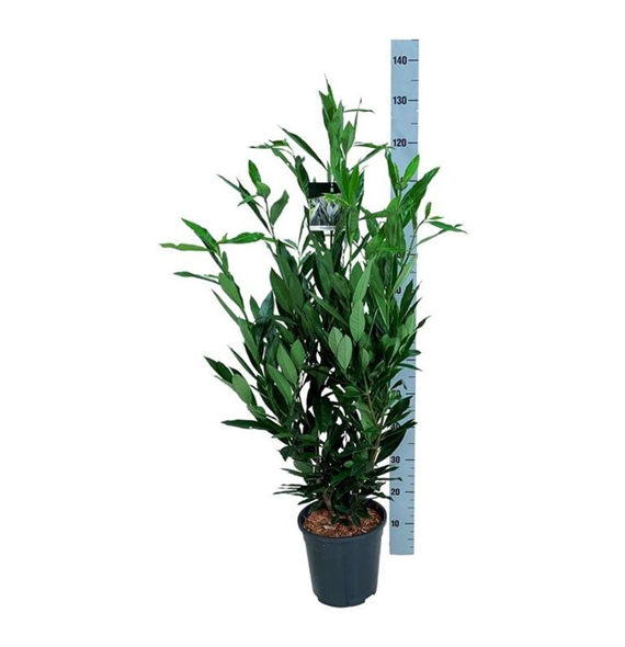 Prunus laurocerasus 'Renault Ace' F00007433
