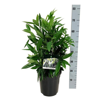 Prunus laurocerasus 'Renault Ace' ® F00006463