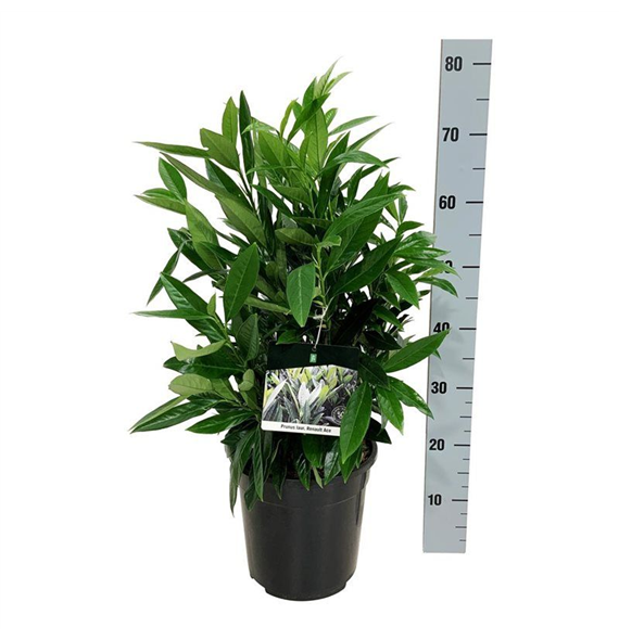 Prunus laurocerasus 'Renault Ace' ® F00006463
