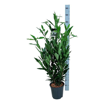 Prunus laurocerasus 'Renault Ace' F00007817
