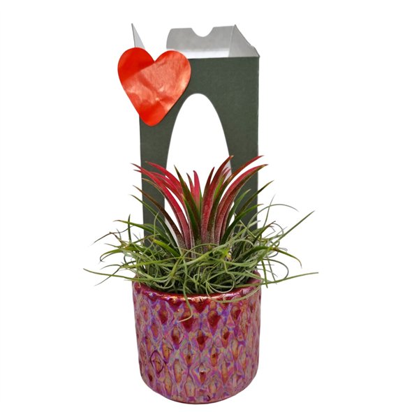 Tillandsia arrangement diamond red pot gift package 1 pp 25cm 9cm Q5235