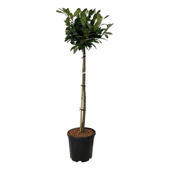 Prunus laurocerasus 'Titan' ® F00006466